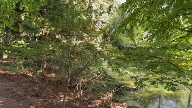 Цветение Японской сакуры в Нью Йорке смотреть онлайн