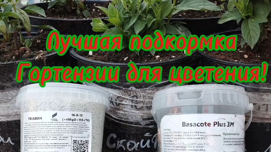 🌿Подкормка Гортензии для шикарного цветения!🌿