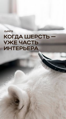 Когда шерсть — уже часть интерьера