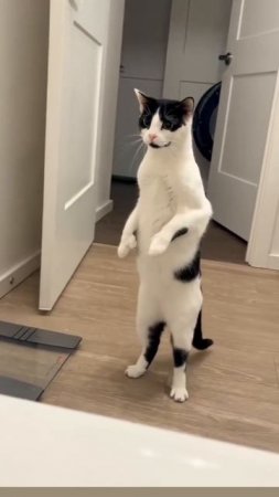 Просто танцующий котик