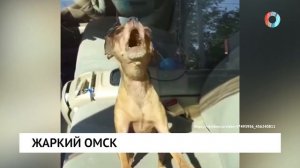 Жаркий Омск