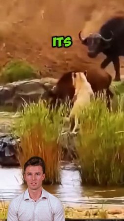 XzrffvRcCxU - ＂Stampede Showdown： When Lions Pick the Wrong Fight＂ #shorts #animals #lion #buffalo