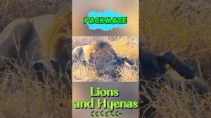 Na3YhJ-bTdY - Lions and Hyenas： The Battle for Survival #shorts #animals #lion #hyena