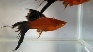 Моллинезии, меченосцы, анциструсы, пецилии