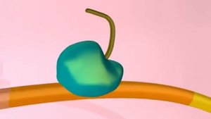 Лактозный оперон