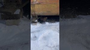 Кошка гуляет на улице