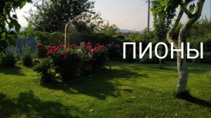 Сад. Пионы. 11.06.25