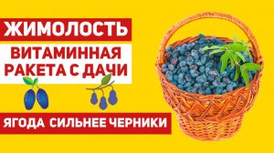 Почему жимолость должна быть на нашем столе каждое лето
