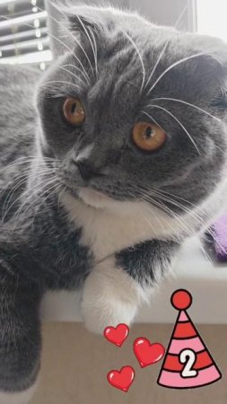 Марсику 2 года ❤️🐱