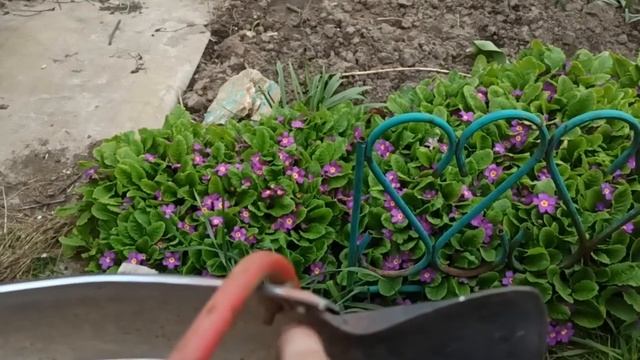 17 мая 2024 г.Крыло переднее. Карпаты. смотреть онлайн