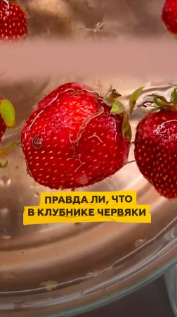 Правда ли, что в клубнике червяки