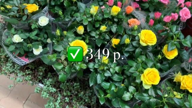 ДЕНЬ МАТЕРИ 2024 Комнатные РАСТЕНИЯ до❗️700 рублей❗️к ? смотреть онлайн