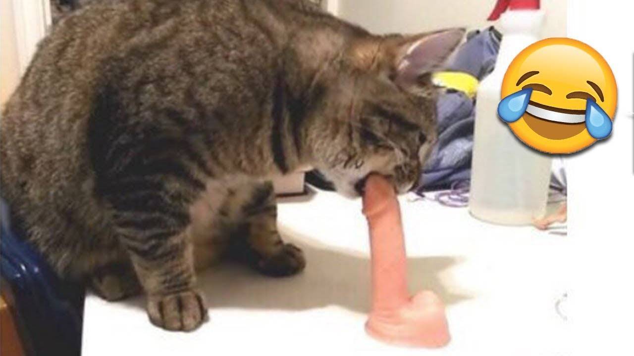 😂МНЕ Б ТАКОГО КОТА! Я Б НЕ ЖЕНИЛСЯ НИКОГДА! СМЕШНЫЕ ЖИВОТНЫЕ