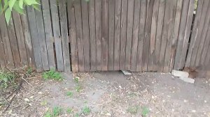 Чистим бассейн, дождь,гроза, работа на даче