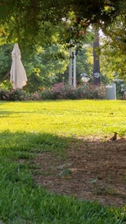Птичка Длинный клювик. 🐦  #video #love #birds #nature #live #funny #shorts  #reels #summer #happy