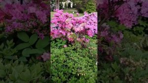 Цветение Рододендрона в Ботаническом саду Санкт-Петербург