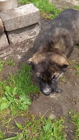 девочка уехала в Ярославль,  от вязки гороч и гюрза,  дубль вязка