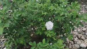 Высаживаю розу Блюм и Пампасную траву (злаки) на каменной горке!