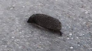 Вечер _ с моря