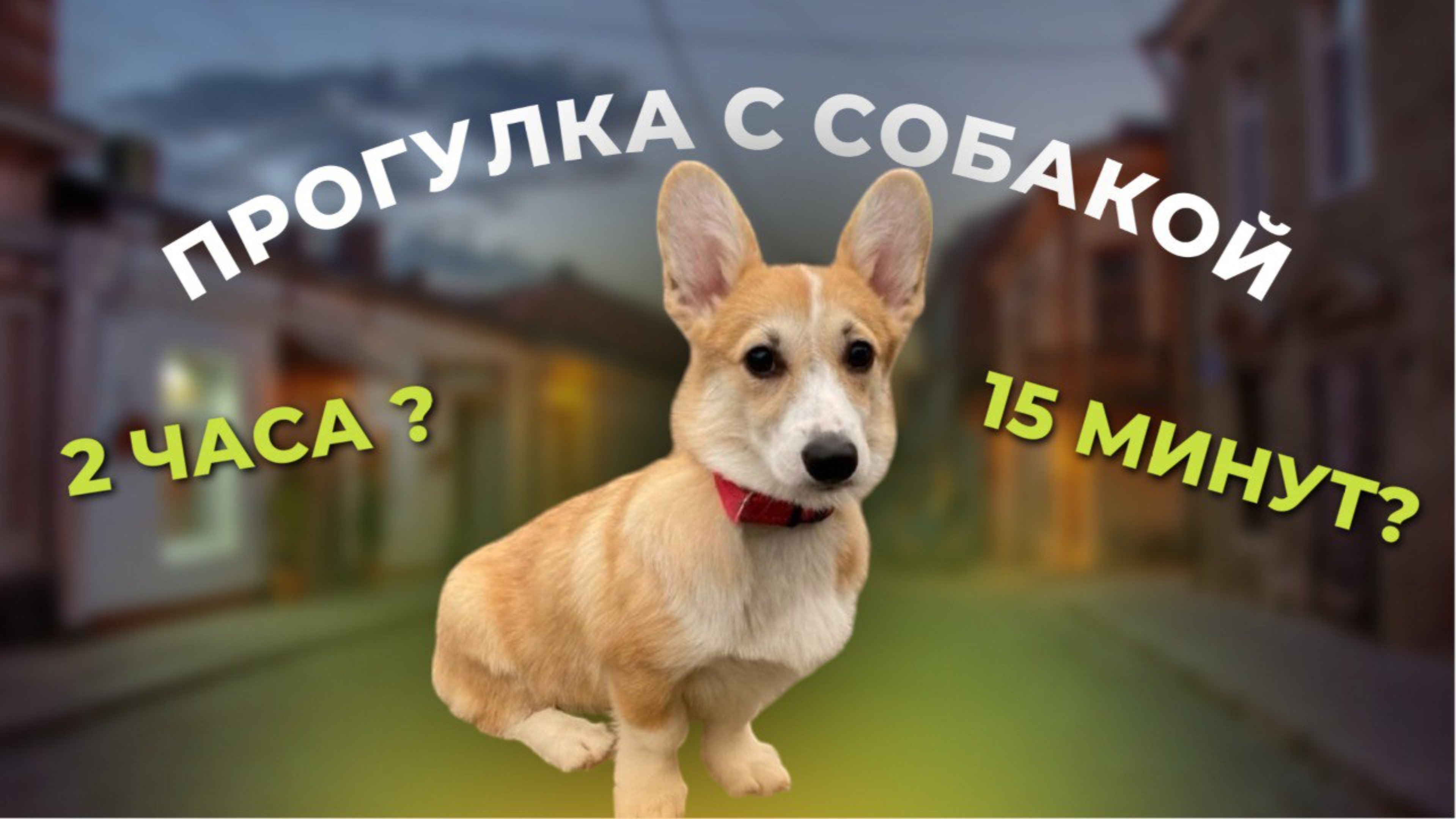 Прогулка с собакой. Сколько и как гулять?