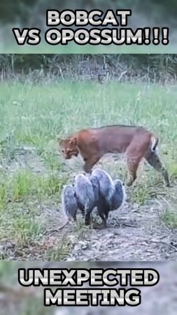 XXBKHo_AdZc - Bobcat vs possum!!! Unexpected meeting #shorts #animals #facts #viral