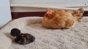 Кошка-мать забрала котят, потому что не доверяла ни коту, ни курице (2025 год) (uu)