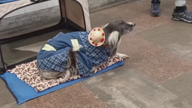 Саксофон и собака