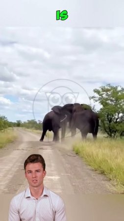 PLUhDGvqBpc - ＊＊Clash of Giants： Trapped Between Battling Elephants＊＊ #shorts #funny #animals