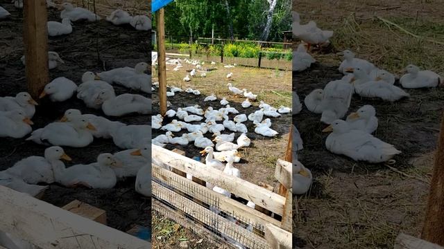 От жёлтых цыплят до белоснежных уток — всего за 2 недели жизни на улице!🤯 🦆
