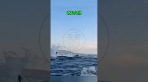 OgtMc4_kFKw - Terror at Sea： When the Ocean Strikes Back! #shorts #animals