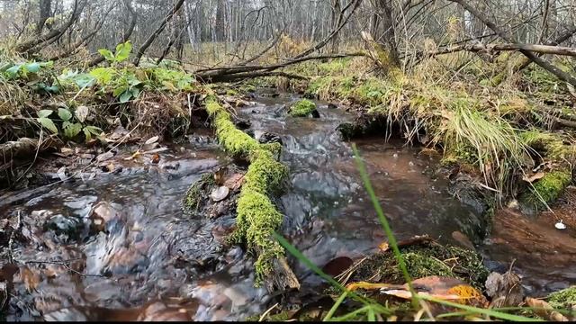 Voices of the nature музыка природы, для релаксации, сна, Медита
