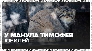 Манулу Тимофею из Московского зоопарка исполнилось 5 лет - Москва 24
