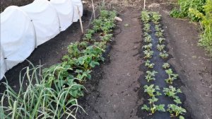 Огород оставил без сил страшная жара! Поймали рой и посадили в новый улей.