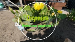 Опунция. Колючая красота!