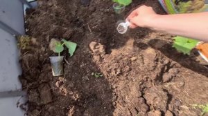 НАКОНЕЦ-ТО ВЫСАДИЛА ОГУРЦЫ,НО ВОТ КУДА...