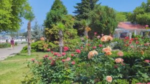 Геленджик. Еду на машине по улице Островского до набережной.mp4