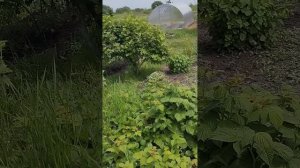 Наш простой огород 30.05.25