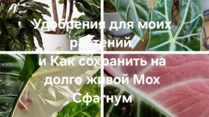 Удобрения для моих растений и Как сохранить на долго живой Мох Сфагнум