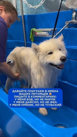 Давайте поиграем в имена ваших питомцев, пишите в комментариях