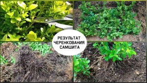 Результат черенкования самшита.