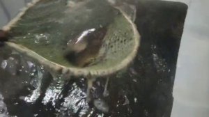 WhatsApp Video 2025-06-11 at 04.23.49