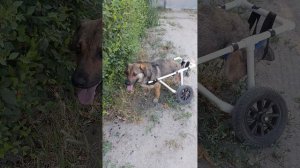 Шурик пёс спинальник нуждается в помощи и добрых ручках