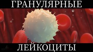 Гной – это лейкоциты?! Строение и функции гранулярных клеток крови