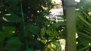 Видео привет от Надюшки из Сочи,Лазурный берег посёлок Головинка-10.06.2025 год.