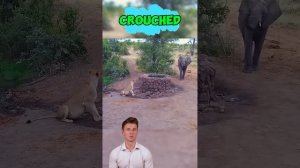 XRO0gqg3yTg - A Predator Humbled： The Lioness and the Giants #shorts #animals #elephant