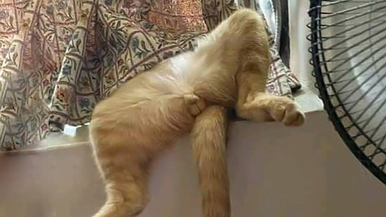 😂НЕПРИЛИЧНО СМЕШНЫЕ КОТЫ и КОШКИ😂 ЛУЧШИЕ ПРИКОЛЫ С ЖИВОТНЫМИ