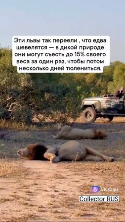 Львы так переели, что едва шевелятся
