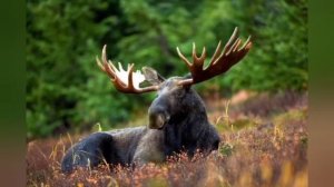 Песня матушка земля.@Татьяны Куртуковой.