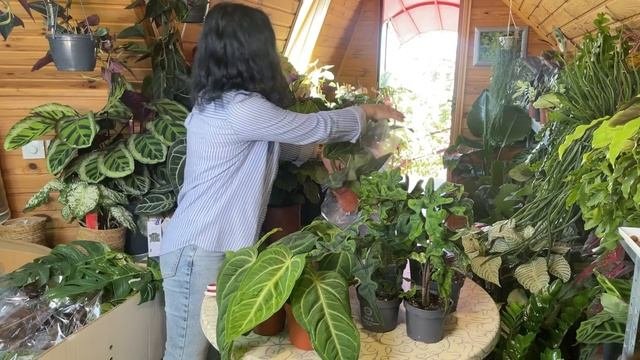 Поставка растений на продажу из Голландии🌱25.05.2024