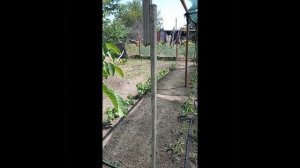 Собираем черешню.